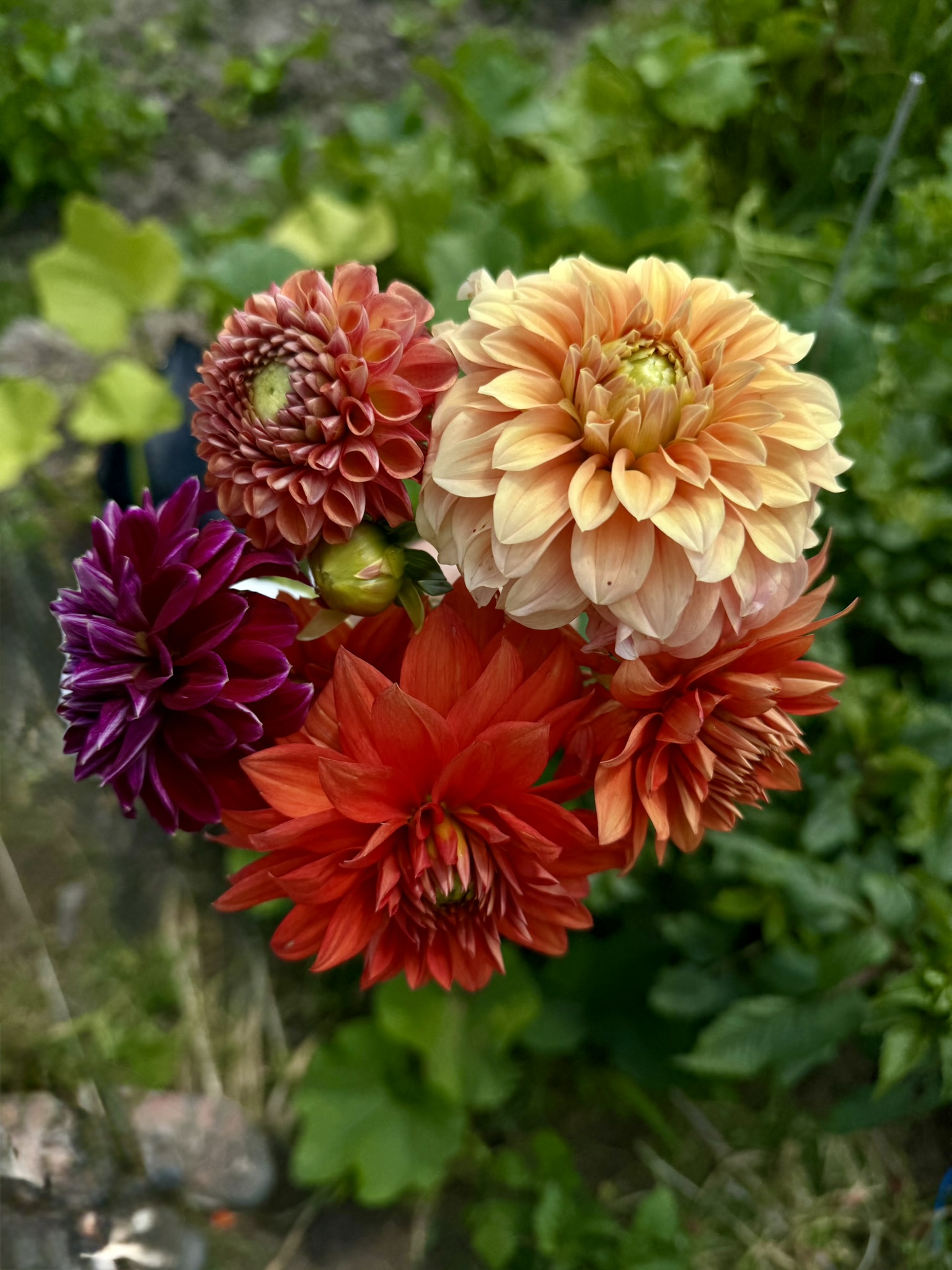 Stone-edged border with vibrant perennial mix